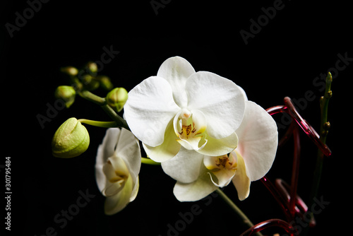 Orchid flower blossom isolated on the black background with copyspase for cards and design.