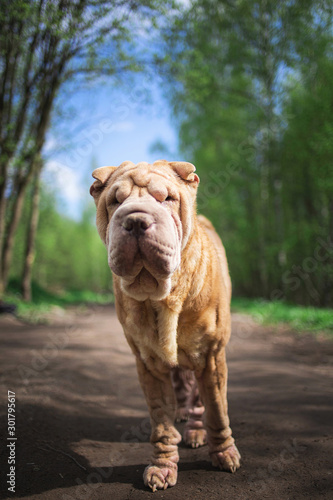 Chinese Shar Pei stands on countryside road