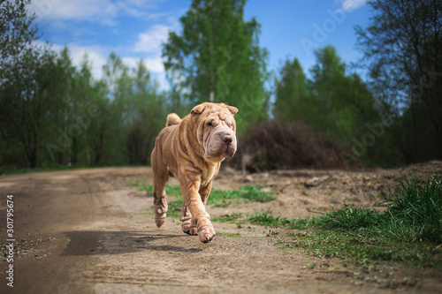Obraz na plátně Chinese Shar Pei running on countryside road