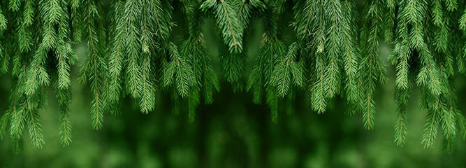 Fir or pine christmas and new year holiday green  backdrop