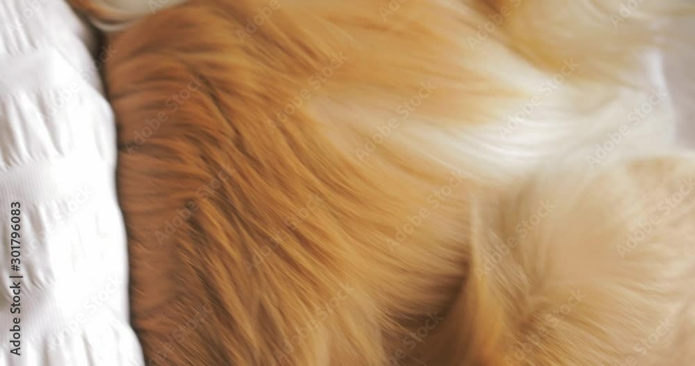 CRANE SHOT view from above of very tender PORTRAIT of a young woman girl lying in bed with red dog Border Collie and hugging. white sheets. morning light.