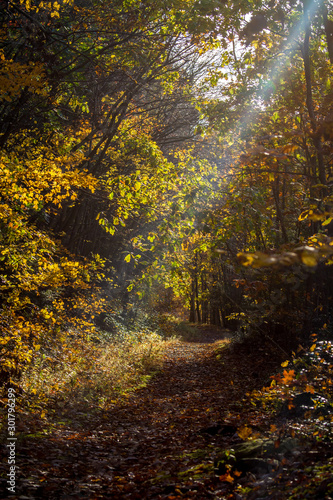 Autumn Trail through Fall Trees
