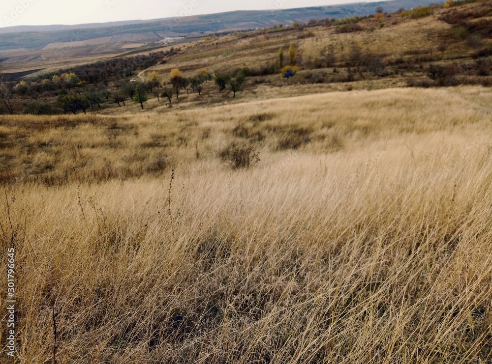 landscape with wheat field 