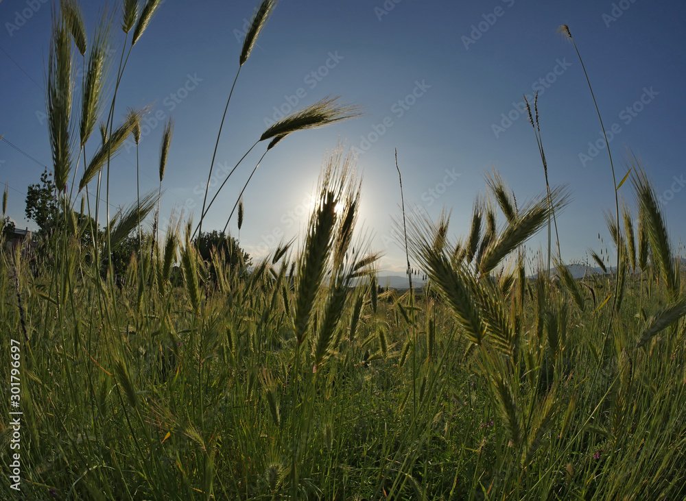sunset grass in the meadow sunset grass in the meadow