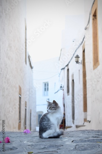 cat in street © Doofloopy