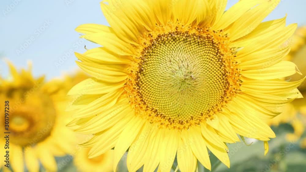 Close up of blooming sunflowers moving in the wind and the morning sunshine . Common sunflower natural background. Slow motion Close up of blooming sunflowers moving in the wind and the morning sunshine . Common sunflower natural background. Slow motion