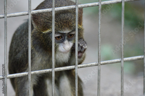 上野動物園の猿（Brothera Guenon, Brother Monkey） © 森侑樹