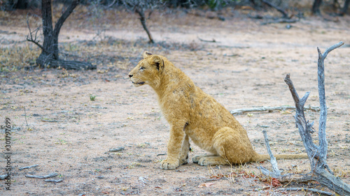young lions in kruger national park  mpumalanga  south africa 13