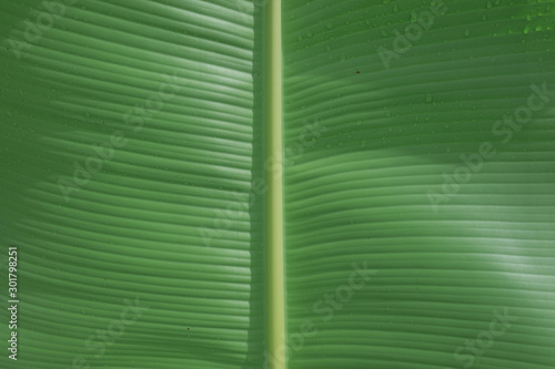 Closeup green  banana leaf texture