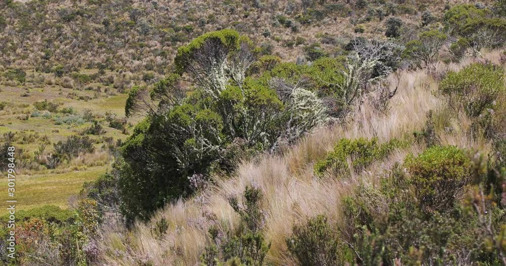 Mountain paramo landscape in Ecuador with trees and shrubs growing in the wind Mountain paramo landscape in Ecuador with trees and shrubs growing in the wind