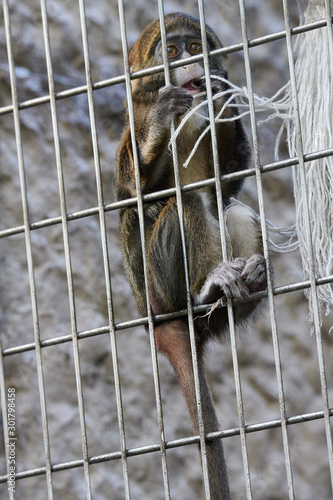 上野動物園の猿（Brothera Guenon, Brother Monkey）