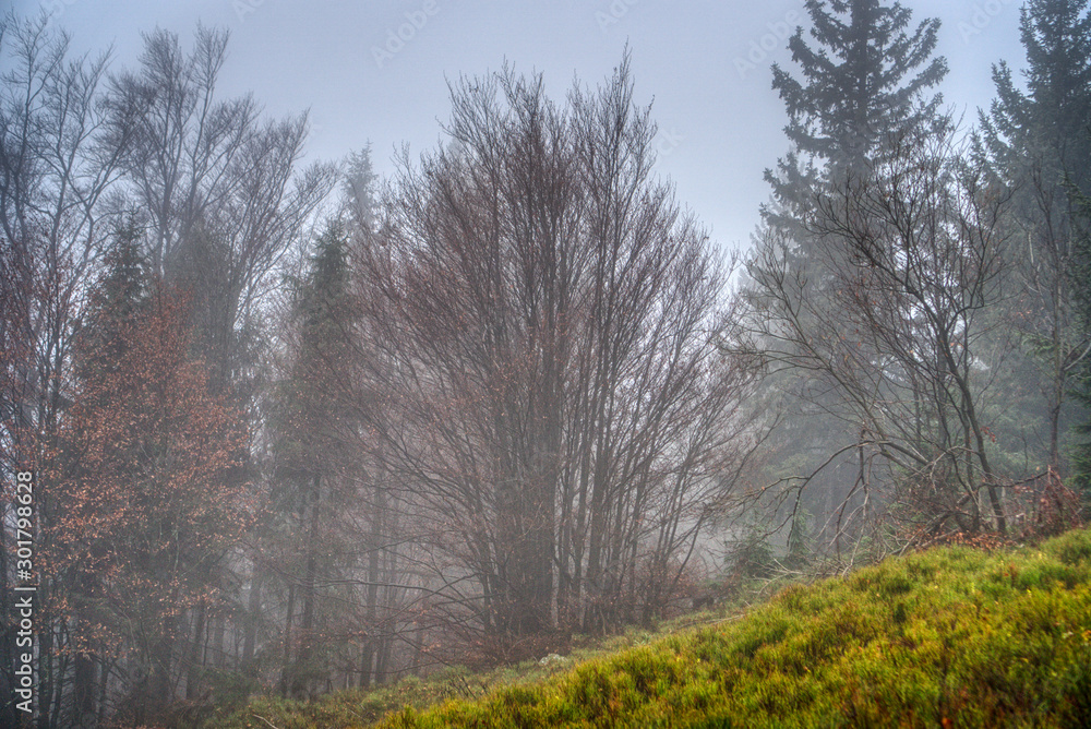 Trees lost in fog in autumn in mountains, Slovakia Mala Fatra Trees lost in fog in autumn in mountains, Slovakia Mala Fatra