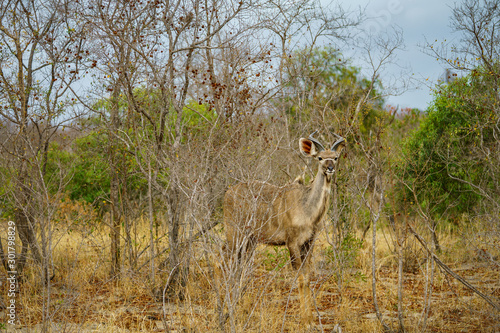 antelope in kruger national park, mpumalanga, south africa 3 © Christian B.