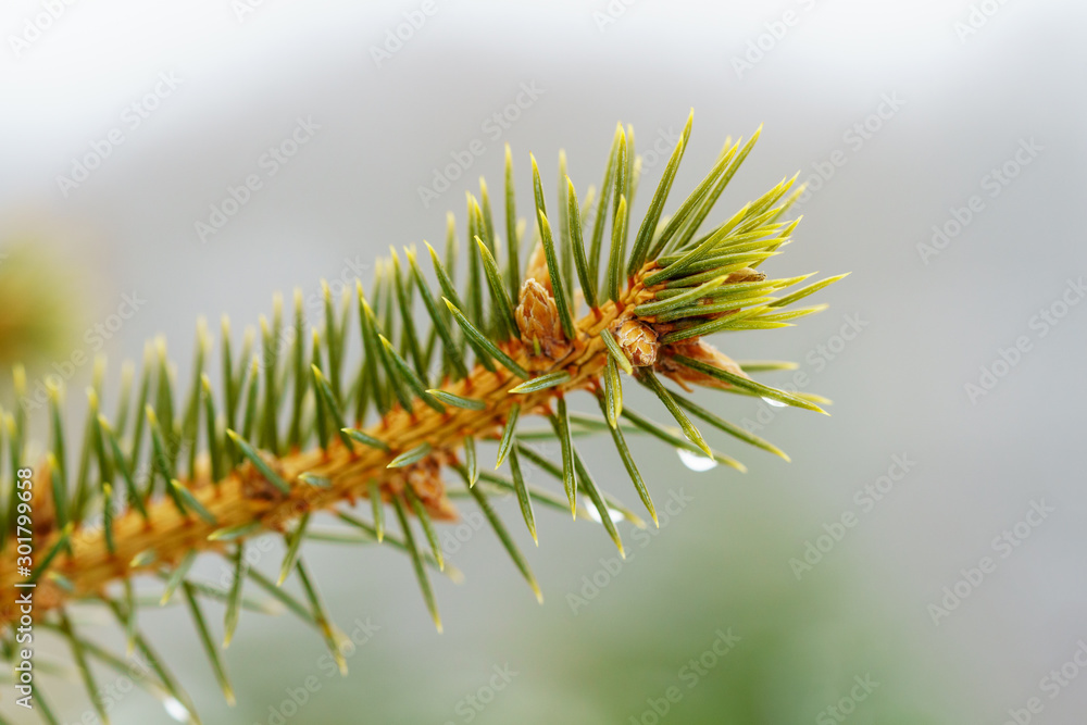Tip of a branch of a European spruce with young pine cones and raindrops on the green needles in front of blurred background, winter mood, macro