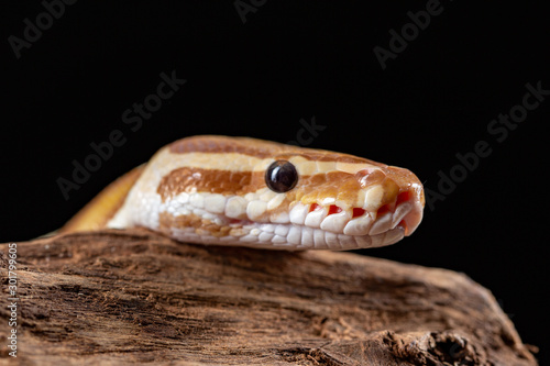 Royal Python  Python Regius  close up on a piece of tree bark