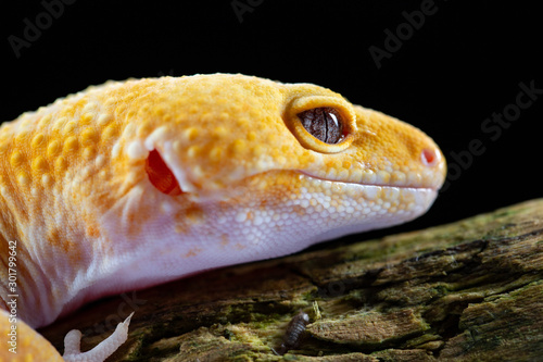 Leopard Gecko, eublepharis macularis, close up photograph on a wood log background
