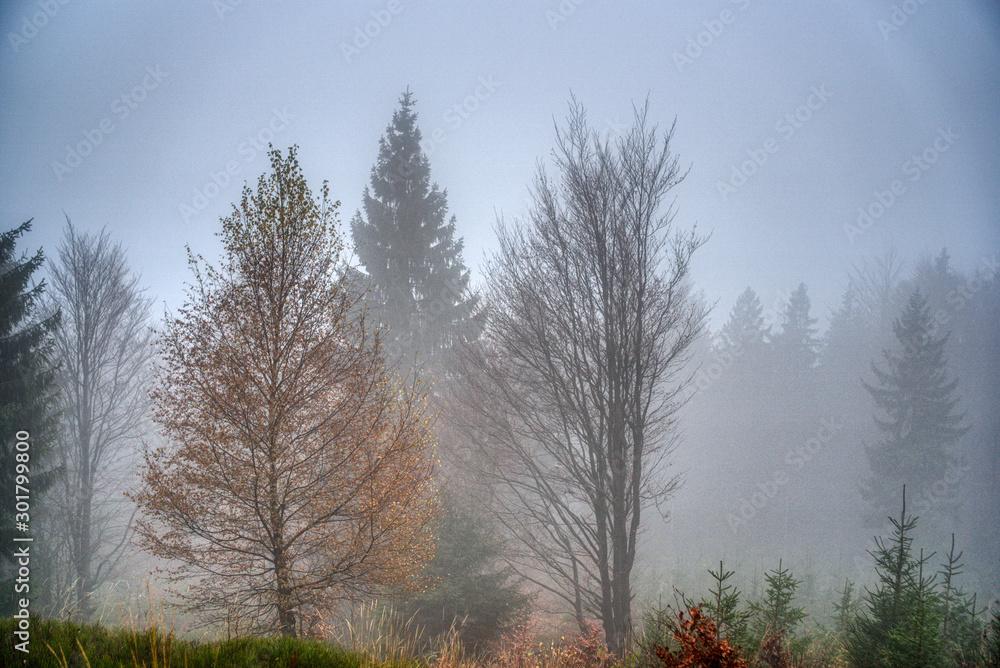 Trees lost in fog in autumn in mountains, Slovakia Mala Fatra Trees lost in fog in autumn in mountains, Slovakia Mala Fatra