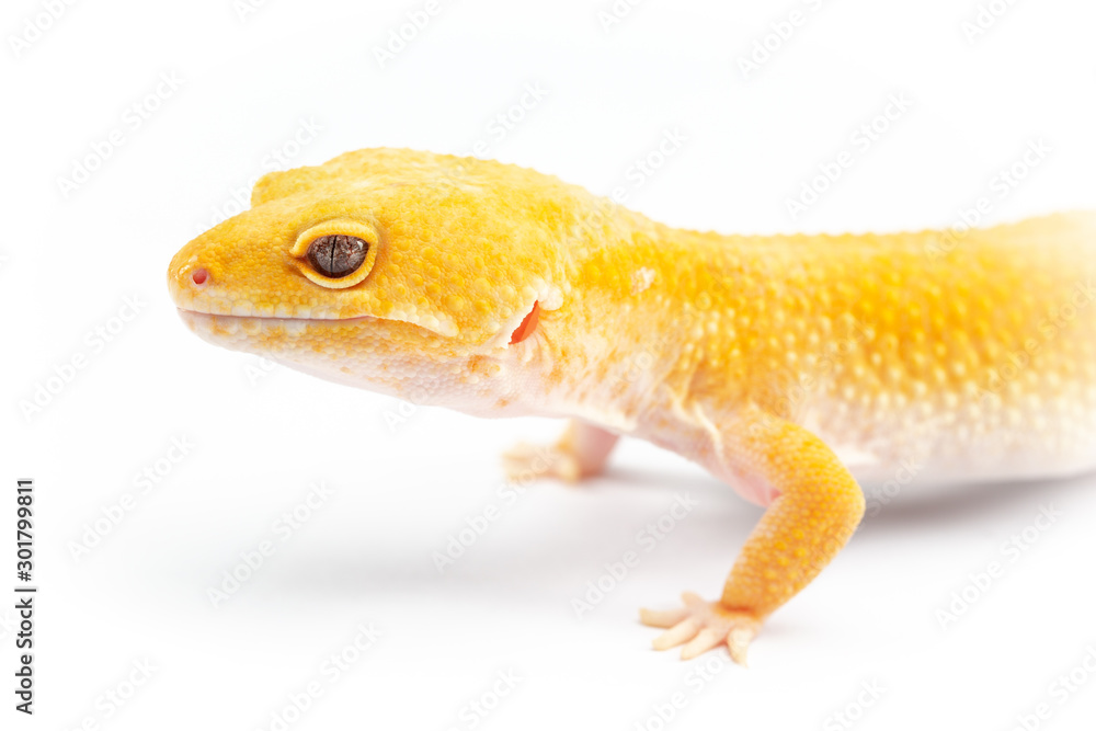 Leopard Gecko, eublepharis macularis, close up photograph on a plain white background Leopard Gecko, eublepharis macularis, close up photograph on a plain white background