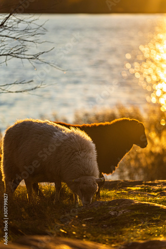 Sheeps