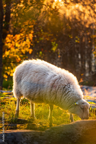 Sheeps