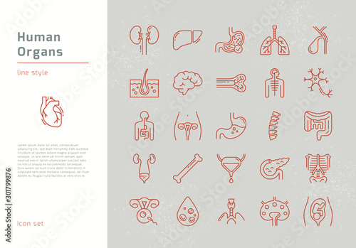 Large set of linear vector icons of human organs with signatures. photo