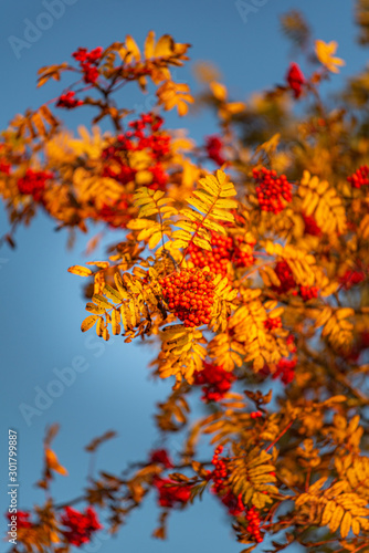 Fall