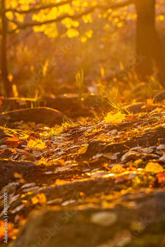 Fall