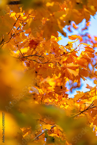 Fall
