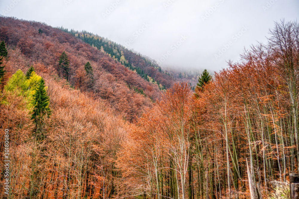 Autumn fallen leaves from tree with fog in background in mountains