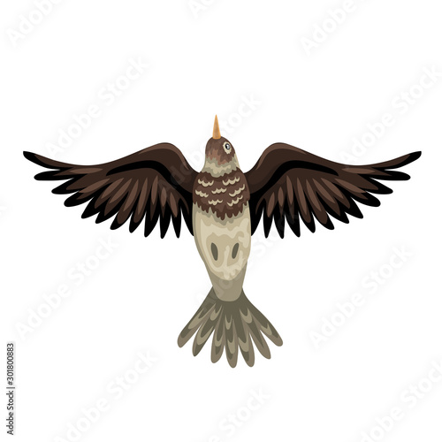 Crested larks - bird in flight, wings open, bottom view. Vector isolared animal.