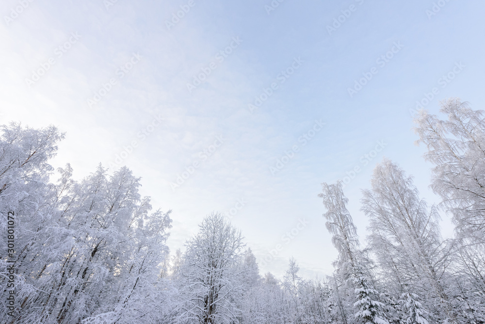 The forest has covered with heavy snow in winter season at Lapland, Finland. The forest has covered with heavy snow in winter season at Lapland, Finland.