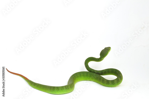 Close up White-lipped Green Pit Viper snake (trimeresurus albolabris) isolated on white background photo