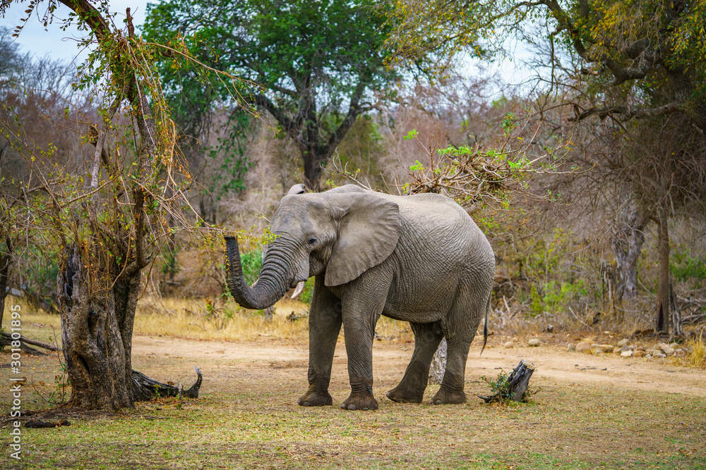 Fototapeta premium elephant in kruger national park, mpumalanga, south africa 63