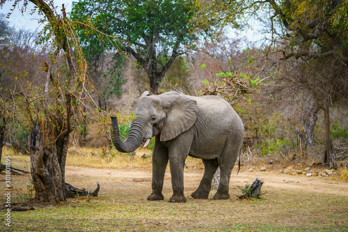 elephant in kruger national park  mpumalanga  south africa 63