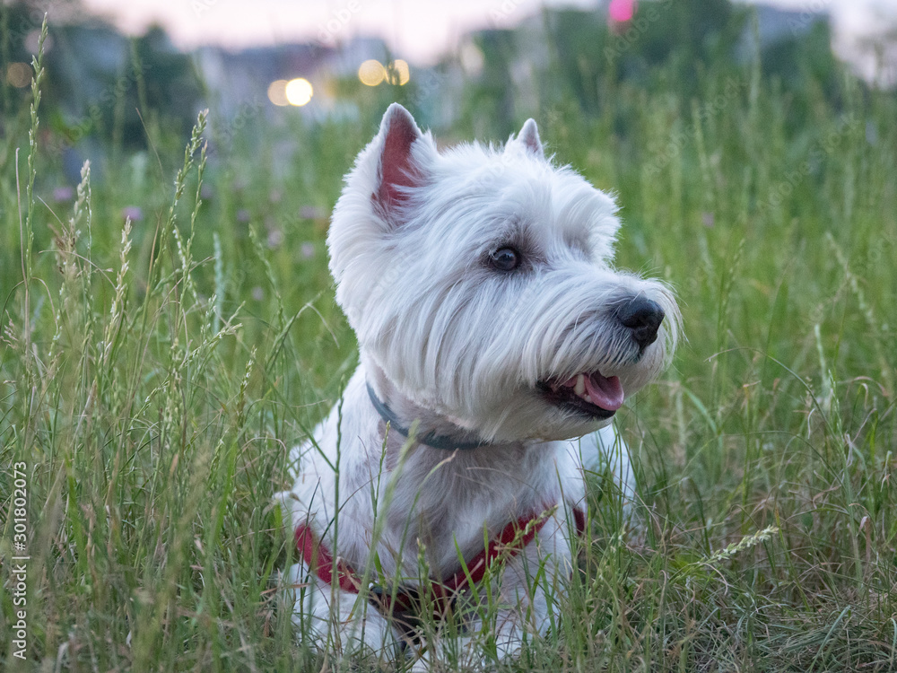 Super cute West highland white terrier on grass near river Super cute West highland white terrier on grass near river