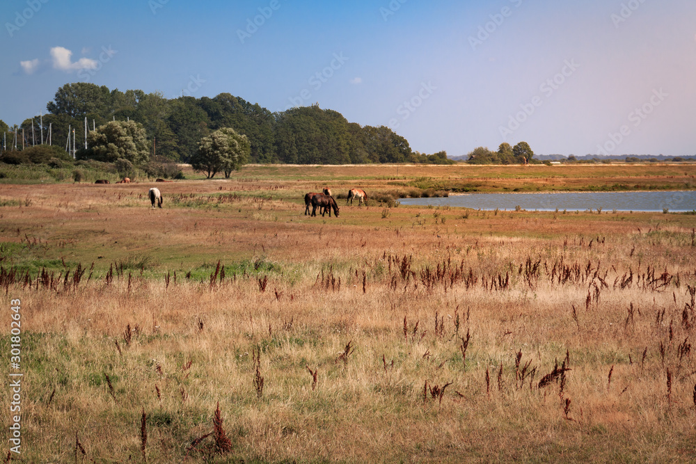 Pferde in der Landschaft auf der Insel Hiddensee