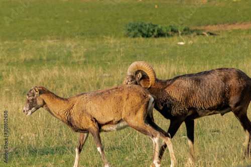 mouflon grazing in a green meadow