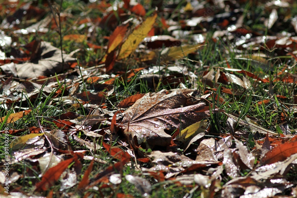 Leaf fall in the Sea garden of Varna (Bulgaria) Leaf fall in the Sea garden of Varna (Bulgaria)