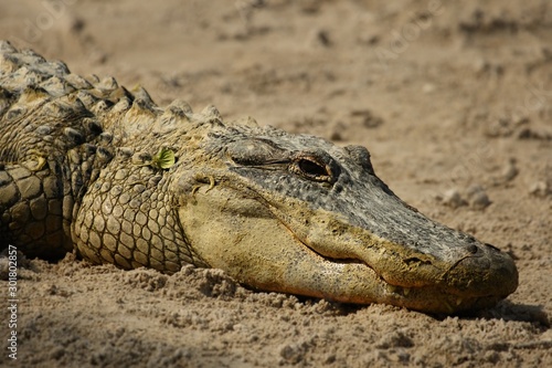 American alligator (Alligator mississippiensis) having a rest close to a river. America alligator having a rest in Florida Everglades National park.