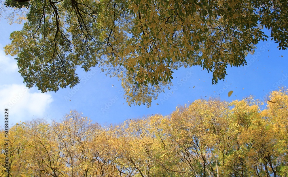 Tree branches with autumn leaves in the Park Tree branches with autumn leaves in the Park