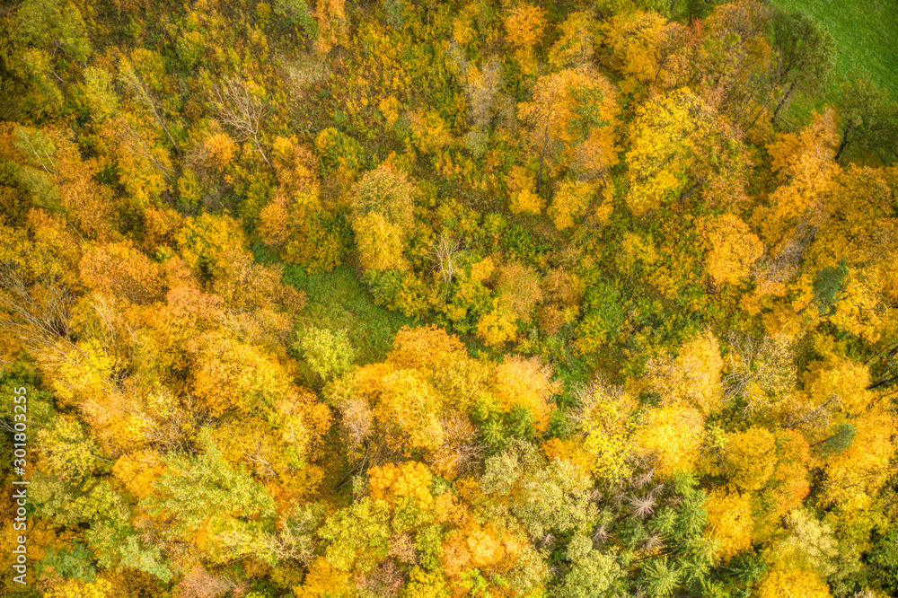 aerial shot of tree leaves stained in autumn colors aerial shot of tree leaves stained in autumn colors