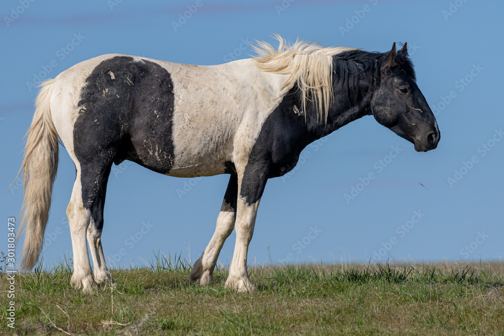 Wild Horse in Spring in the Utah Desert Wild Horse in Spring in the Utah Desert