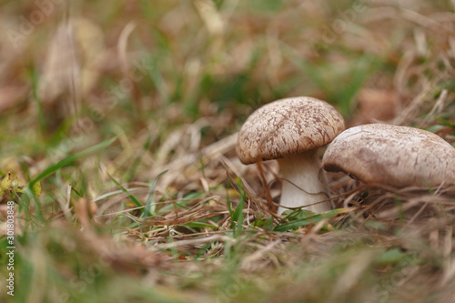 Tasty edible big mushroom in a beautiful autumn forest among moss and grass, close up