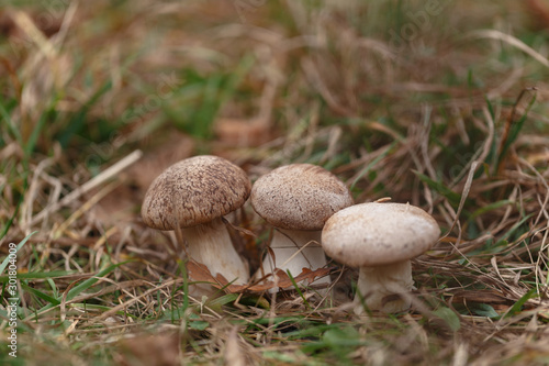 Tasty edible big mushroom in a beautiful autumn forest among moss and grass, close up