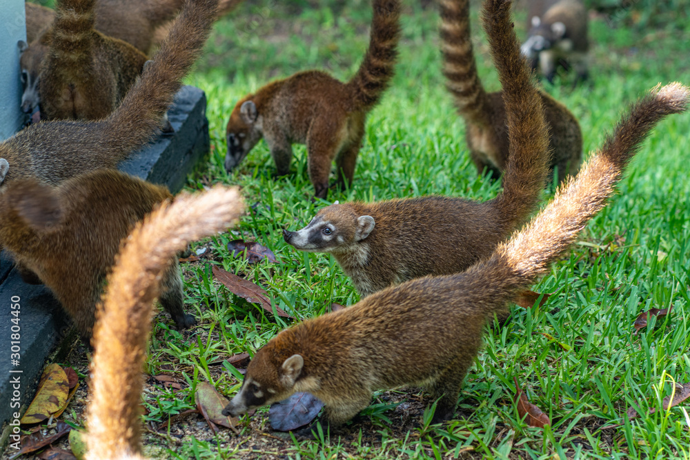 Obraz premium Coatis searching for food in grass in Mexico