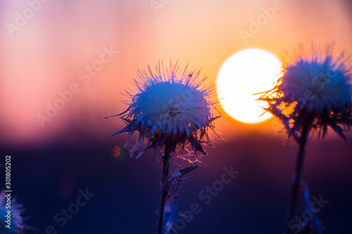 plants at sunset in nature