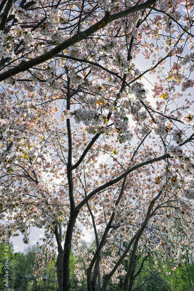 blooming cherry tree in spring, sweden blooming cherry tree in spring, sweden