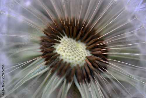 closeup of flower dandelion  dandelion