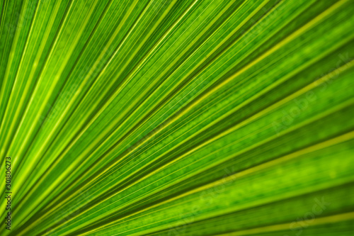 green palm leaf texture for background