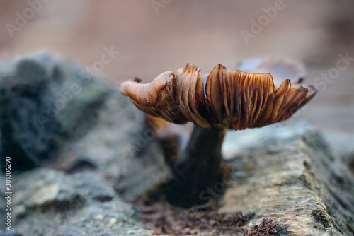 Canvas Print mushrom, fungus on tree stockholm sweden